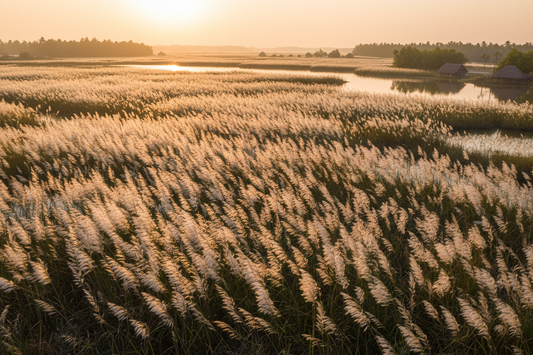 Artisan harvesting Kash flower grass stems in Bengal's wetlands for GrassCrafts sustainable handwoven baskets