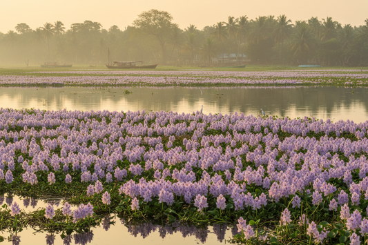 Water Hyacinth: Transforming an Invasive Plant into Beautiful Crafts