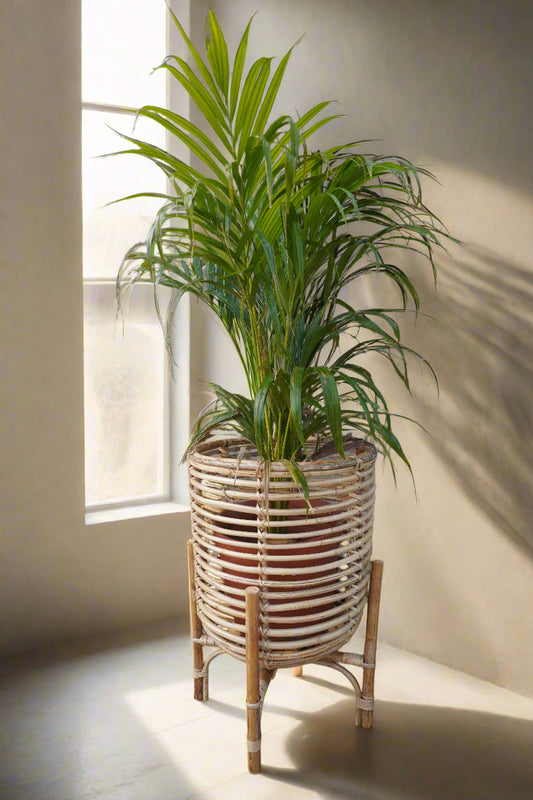 cane planters