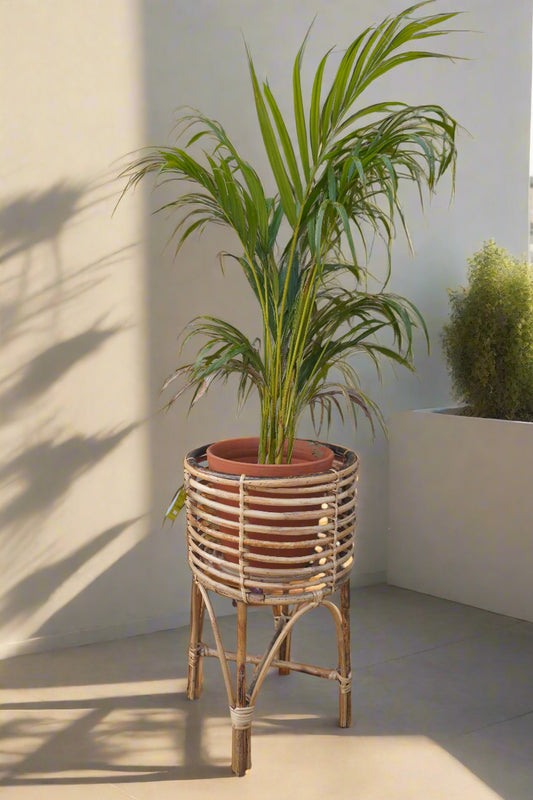 cane planters