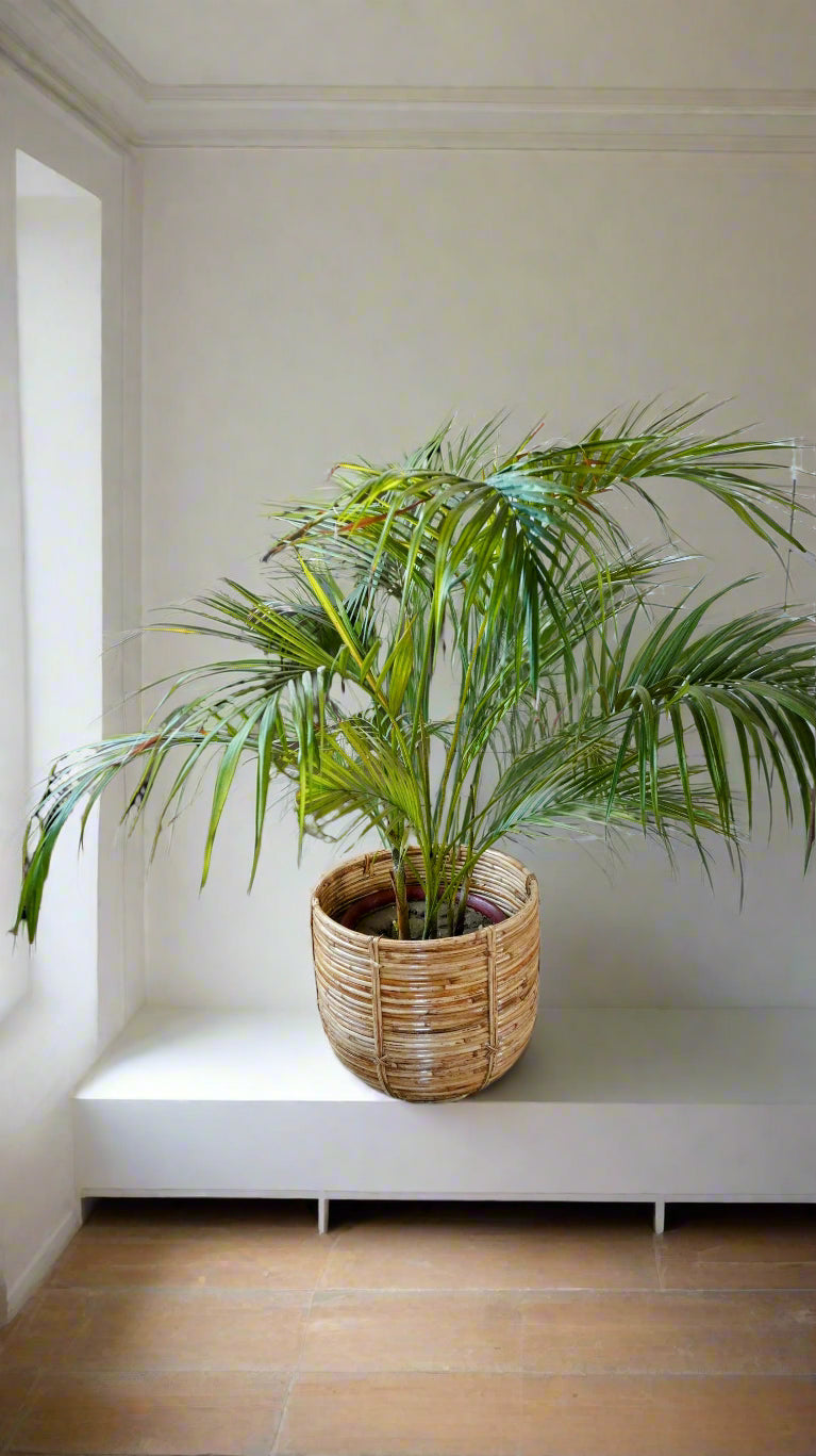 Handwoven cane planter – Design 3