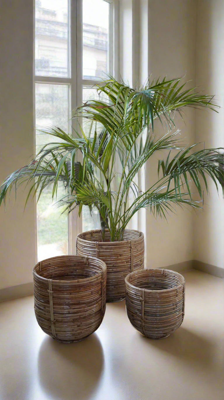 Handwoven cane planter – Design 3