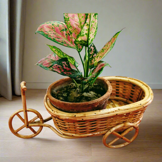 cane planters