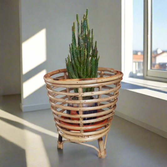 cane planters